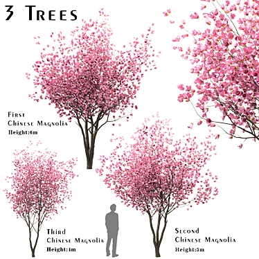 Chinese Magnolia Trio: Saucer Magnolia Set 3D model image 1 