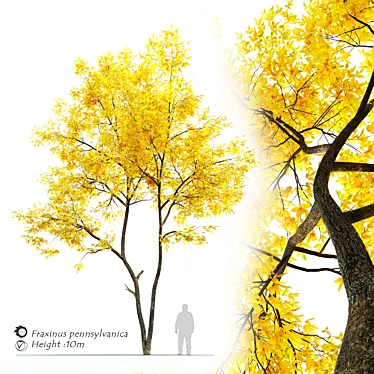 Autumn Ash Tree - Beautiful Fraxinus pennsylvanica 3D model image 1 