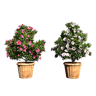 Pink-White Azalea Flowers: Realistic 3D Model & Textures 3D model image 1 