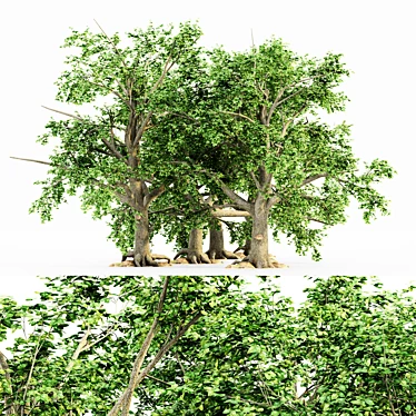 Title: Botanical Beauty: 5 Broadleaf Tree Collection 3D model image 1 