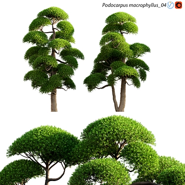 Archive Podocarpus 3D models 3D model image 1 