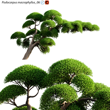 Archived Podocarpus Macrophyllus Plant 3D Models 3D model image 1 