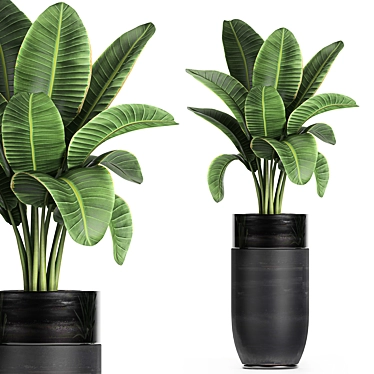 Exotic Banana Palm in Black Vase 3D model image 1 
