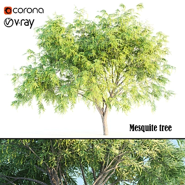 Mesquite: Natural Beauty for Your Home 3D model image 1 