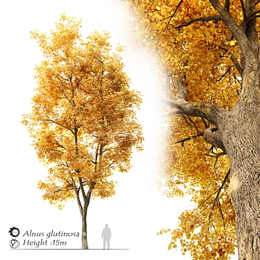 Autumnal Beauty: Alnus Glutinosa 3D model image 1 