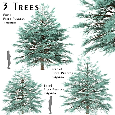 Blue Spruce Trio: Stunning Picea Pungens Set 3D model image 1 