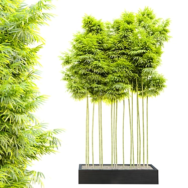 3m Height Bamboo Plant | Separated Branches & Pot 3D model image 1 