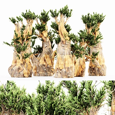 Majestic Bristlecone Pine Collection 3D model image 1 