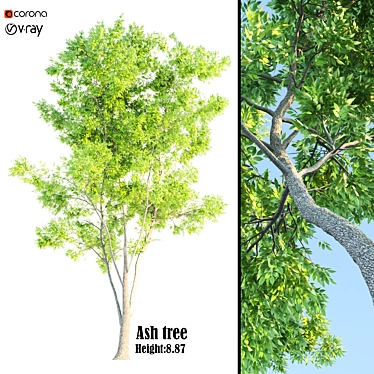 Natural Ash Tree Woodcraft 3D model image 1 