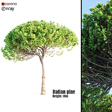 Italian Pine Wood: Exquisite Craftsmanship 3D model image 1 