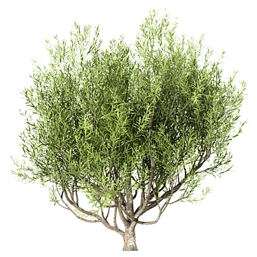 Mediterranean Beauty: Set of 3 Olive Trees 3D model image 1 