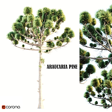 Natural Araucaria Pine Wood: Authentic, Durable 3D model image 1 