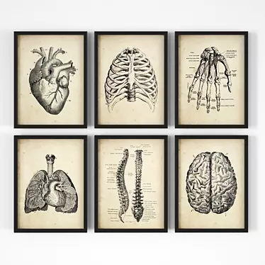 Vintage Anatomy Posters - Set of 18 3D model image 1 