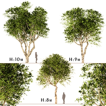 Title: Broad-Leaved Paperbark Trees (Set of 3) 3D model image 1 