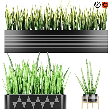 Premium Quality Sansevieria 4 3D model image 1 