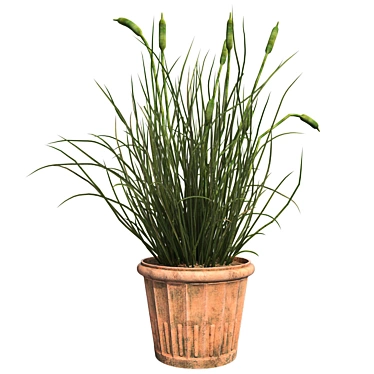 Realistic Cattail Plant with Pot 3D model image 1 