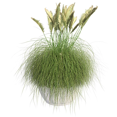 Pampas Grass: Stylish Pot Included 3D model image 1 