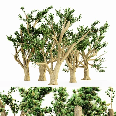 Lush Cedar Of Lebanon Grove 3D model image 1 