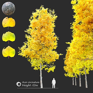 Vibrant Vine Maple: Acer circinatum 3D model image 1 