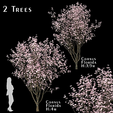 Blooming Cornus Florida Trees: Set of 2 3D model image 1 