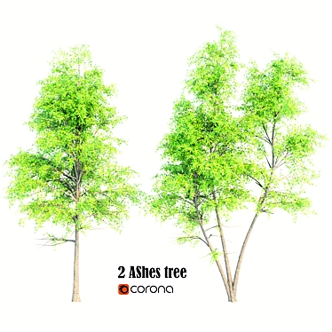 Double Ash Trees: 11m Tall 3D model image 1 