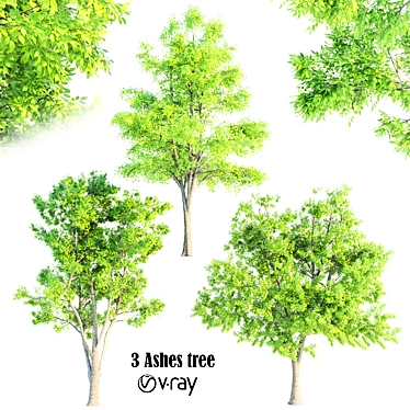 Elegant Ash Trees Trio 3D model image 1 
