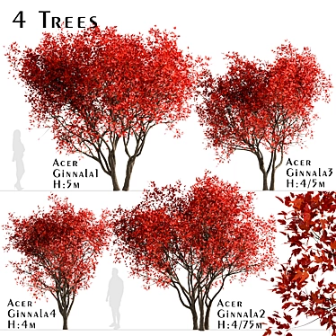 Amur Maple Tree Set (4-Pack) 3D model image 1 