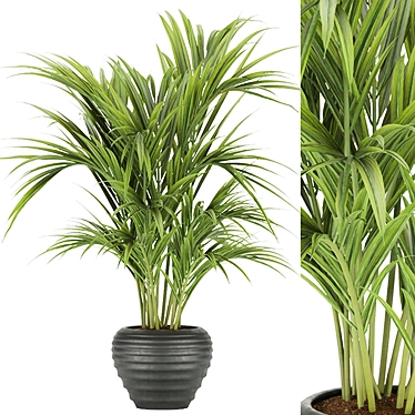 Tropical Elegance: Kentia Palm 3D model image 1 