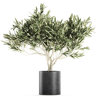 Exotic Plant Collection: Decorative Olive Tree in Black Vase 3D model image 1 