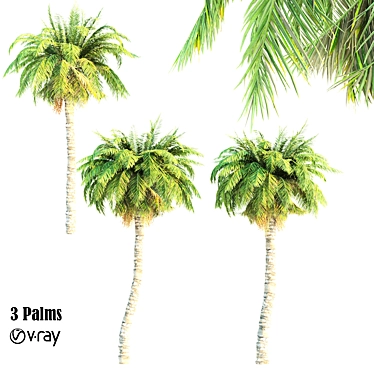 Triple Palm Collection: 7.14m, 7.6m, & 8.1m 3D model image 1 