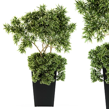 Elegant Indoor Olive Plant Set 3D model image 1 