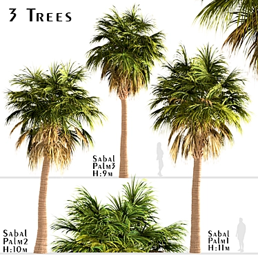 Triple Sabal Palm Tree Set - Lush Cabbage Palms 3D model image 1 