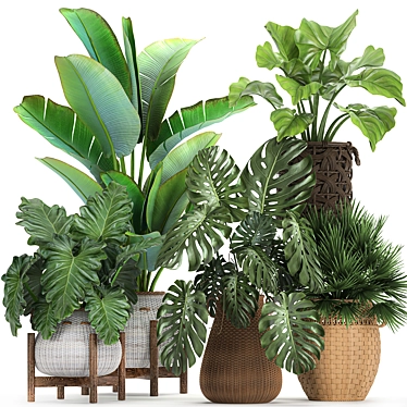 Exotic Rattan Plant Collection 3D model image 1 
