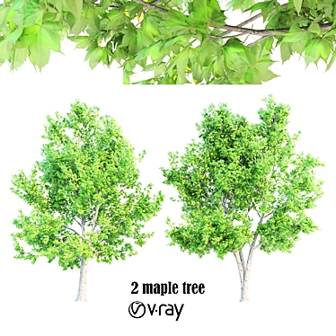 Luxury Maple Tree Duo V-Ray - 10m Height 3D model image 1 