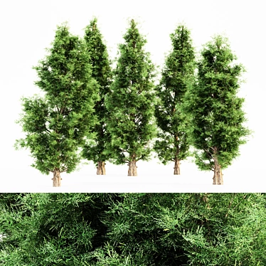 Evergreen Forest Majesty: Eastern Red Cedar Set 3D model image 1 