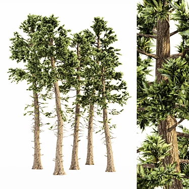 Natural Forestscape: Douglas Fir Bundle 3D model image 1 