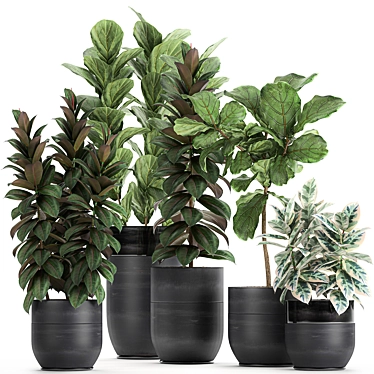 Exotic Ficus Plant Collection in Black Pots 3D model image 1 