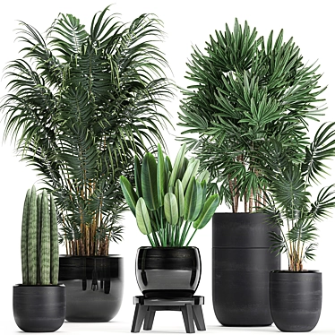 Exotic Plant Collection: Rhapis, Banana Palm, Ravenala, Strelitzia 3D model image 1 