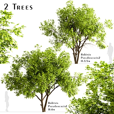 Robinia Pseudoacacia Trees: Elegant and Versatile (2-Pack) 3D model image 1 