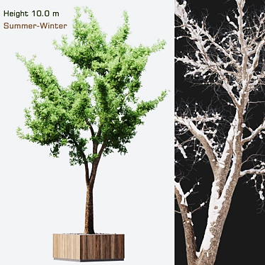 Versatile Dual-Season Tree 3D model image 1 