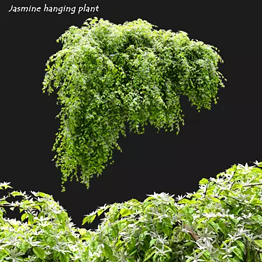 Exquisite Jasmine Hanging Plant 3D model image 1 