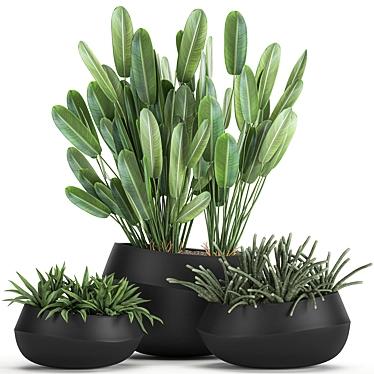 Exotic Plant Collection in Black Vases 3D model image 1 