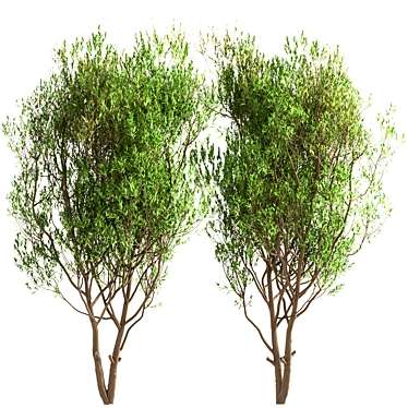 White Willow Tree Set (2 Trees) 3D model image 1 