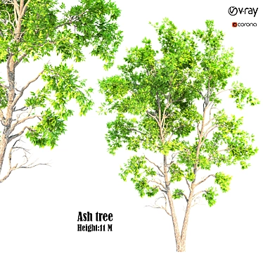 Ash Tree 07: 530,688 Polygons 3D model image 1 