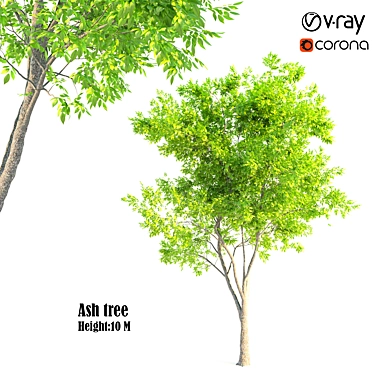 Ash Tree Woodcraft: 464,456 Polygons 3D model image 1 