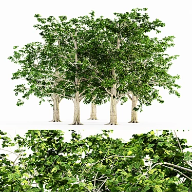 European Beech 5 Tree Set 3D model image 1 