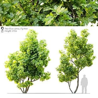 Edible Fig Tree - Ficus Carica 3D model image 1 