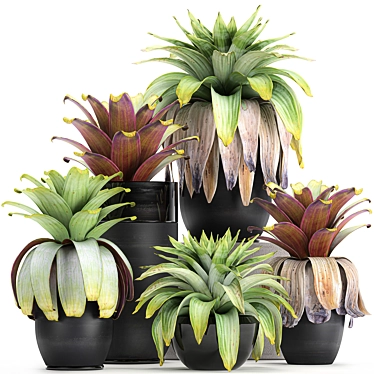 Exotic Plant Collection in Black Pots 3D model image 1 