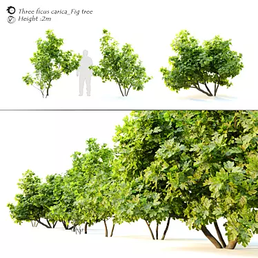 Ficus Carica: 2m Edible Fig 3D model image 1 