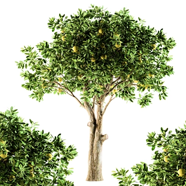 Lush Lemon Grove - Complete Set 3D model image 1 
